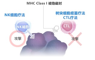樹突細胞