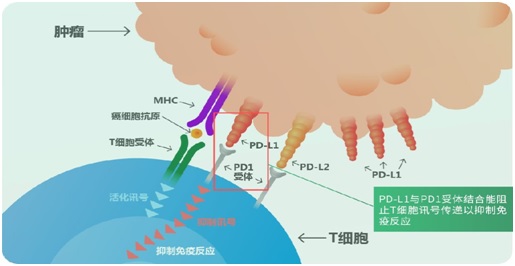 免疫檢查點(diǎn)抑制劑